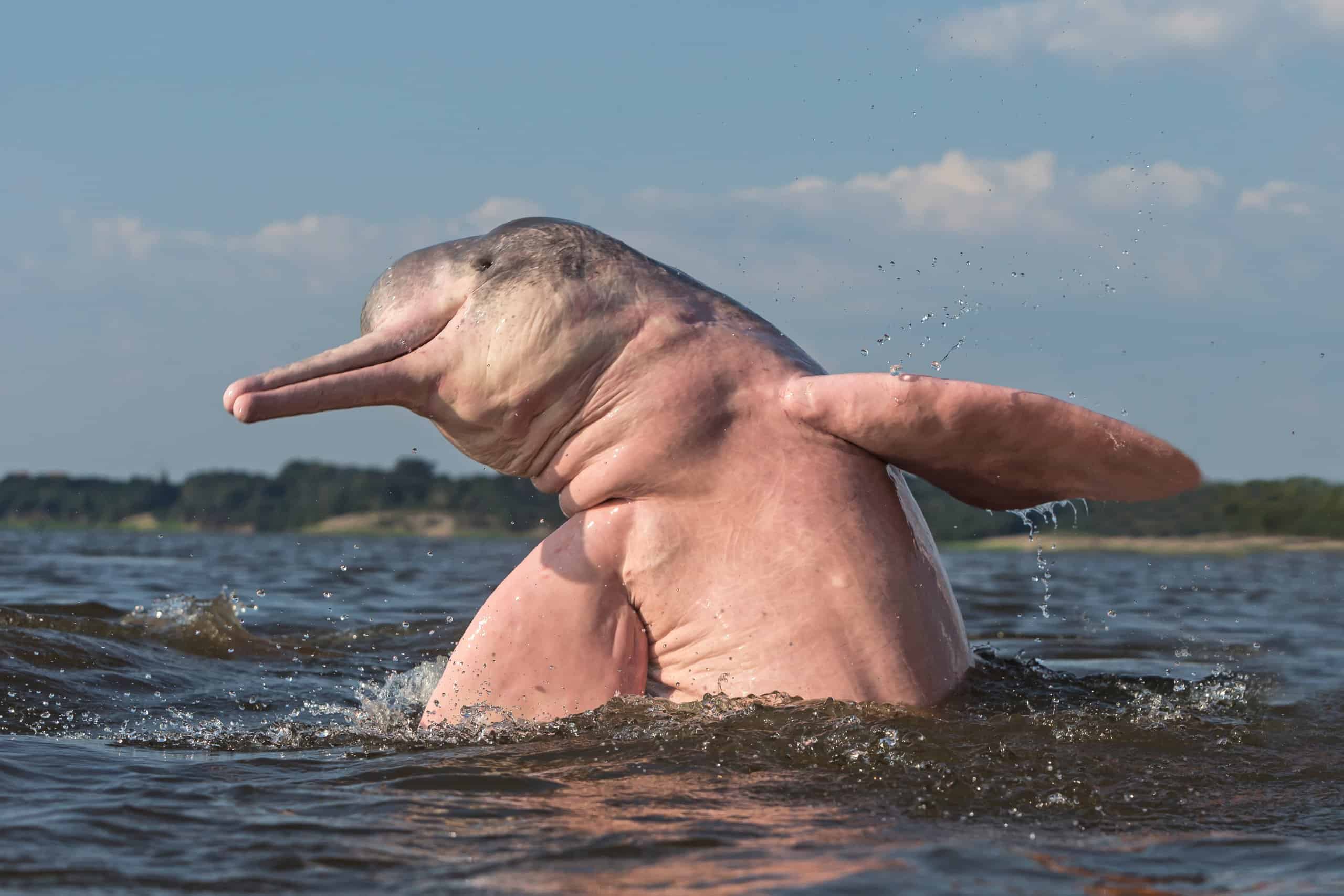 AI helps to Pink Dolphins